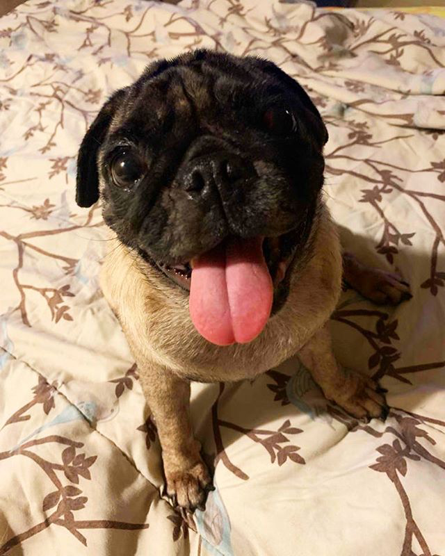 pug sticking tongue out