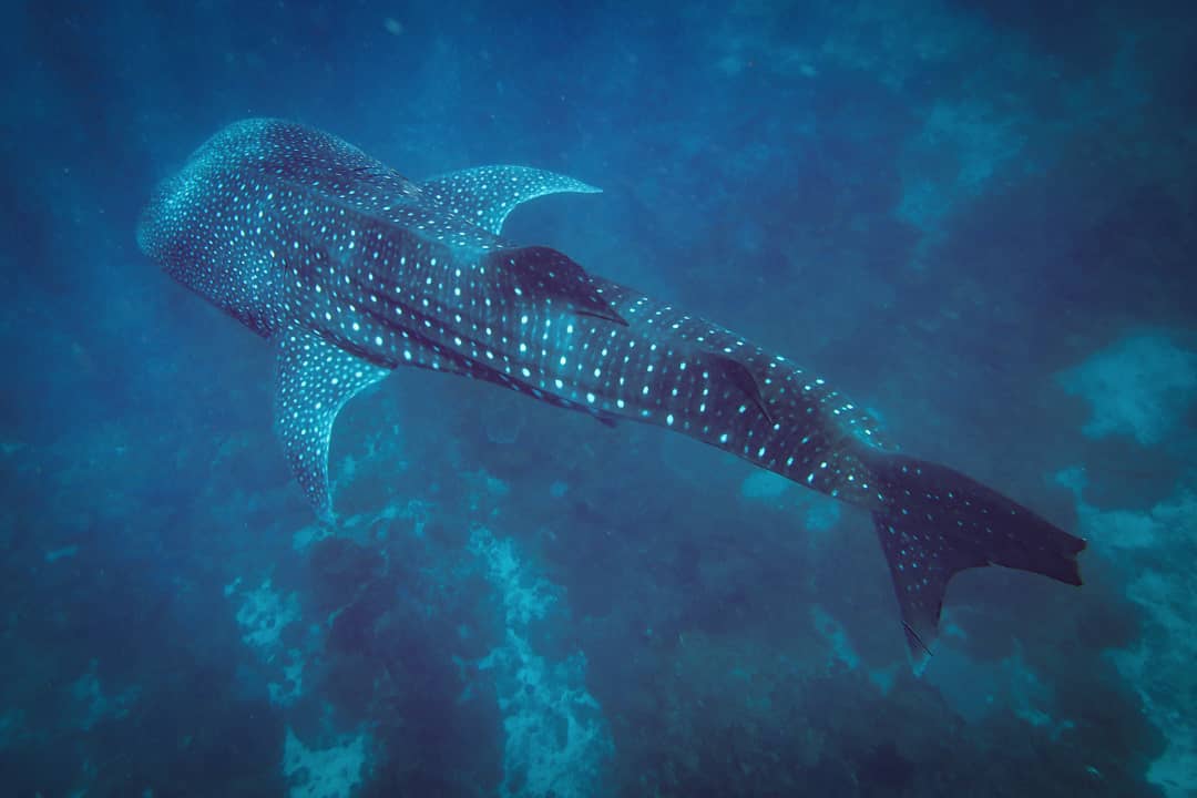 whale shark in the sea in the philippines