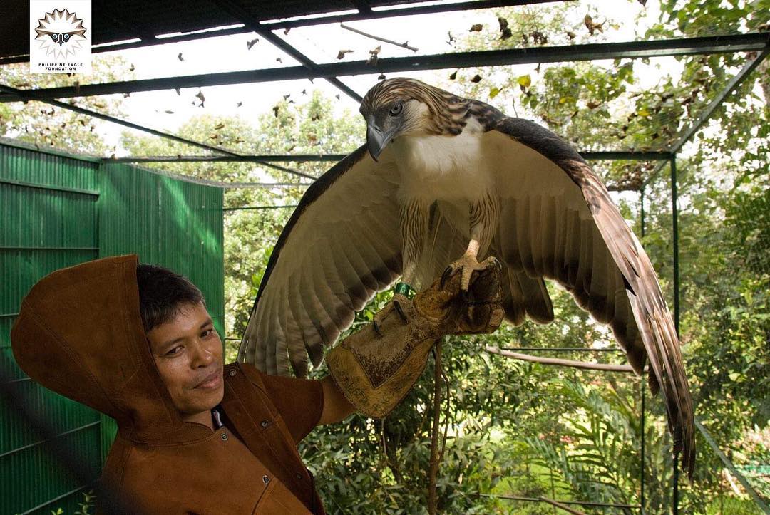 philippine eagle at the philippine eagle center