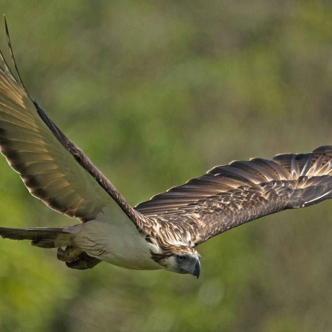 philippine eagle flying