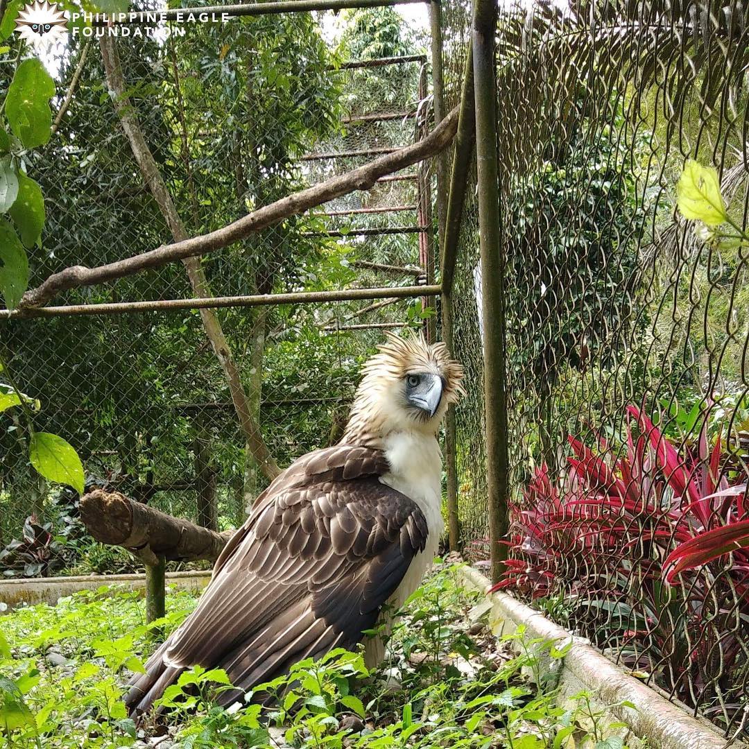 philippine eagle