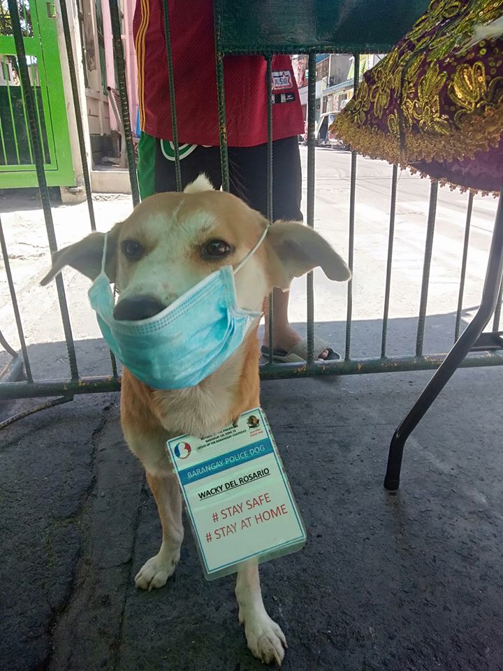 dog wearing a face mask and an ID