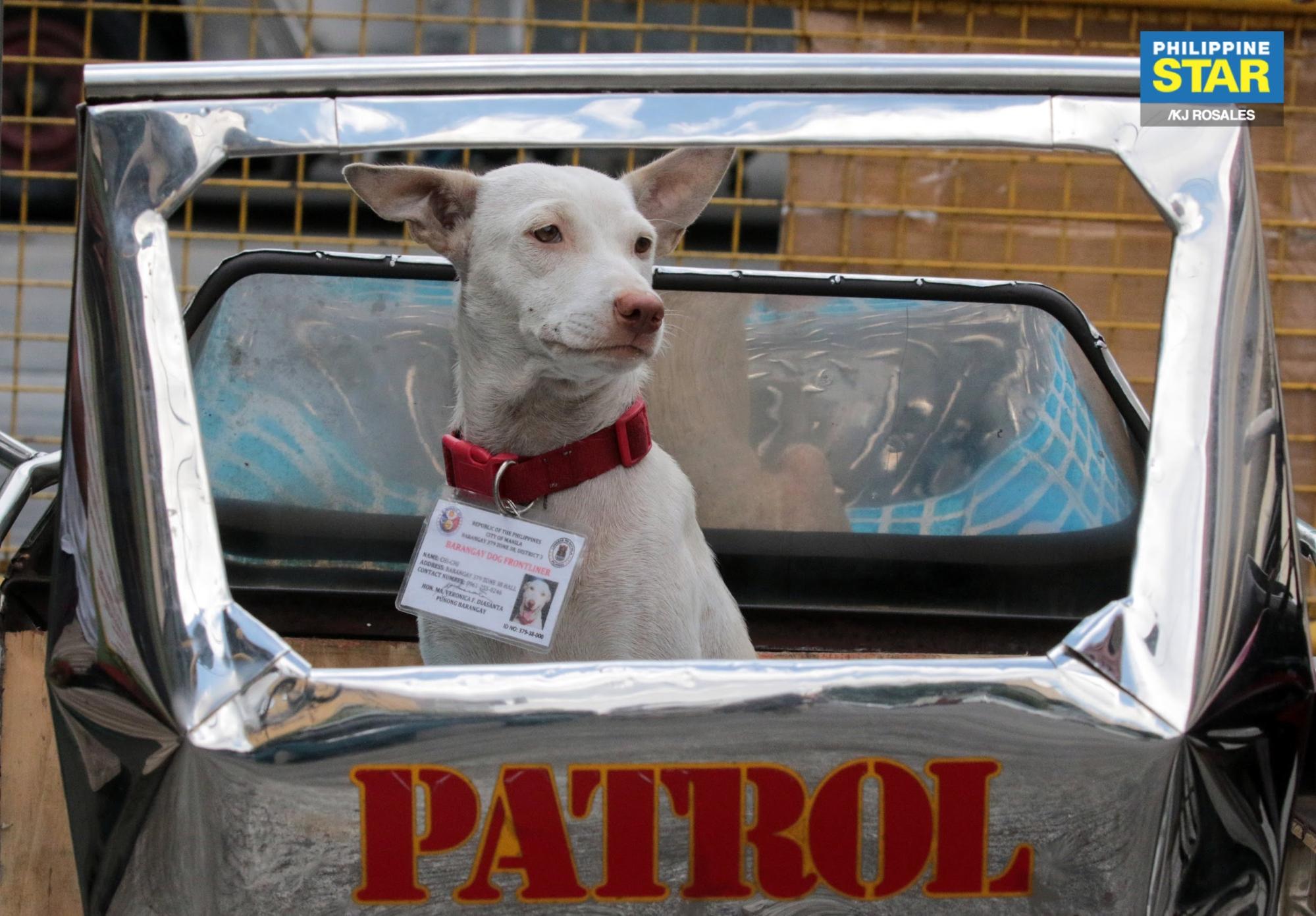 dog in a tricycle