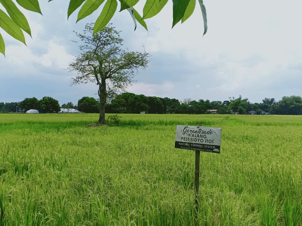 pesticide-free rice field in pulilan