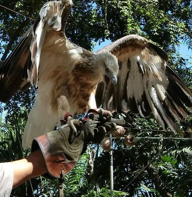 Hunter the eagle from Avilon Zoo