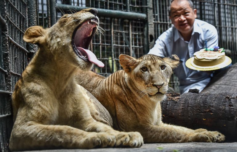 Digong the lion (left) and Malabon the lioness (right) back in 2018
