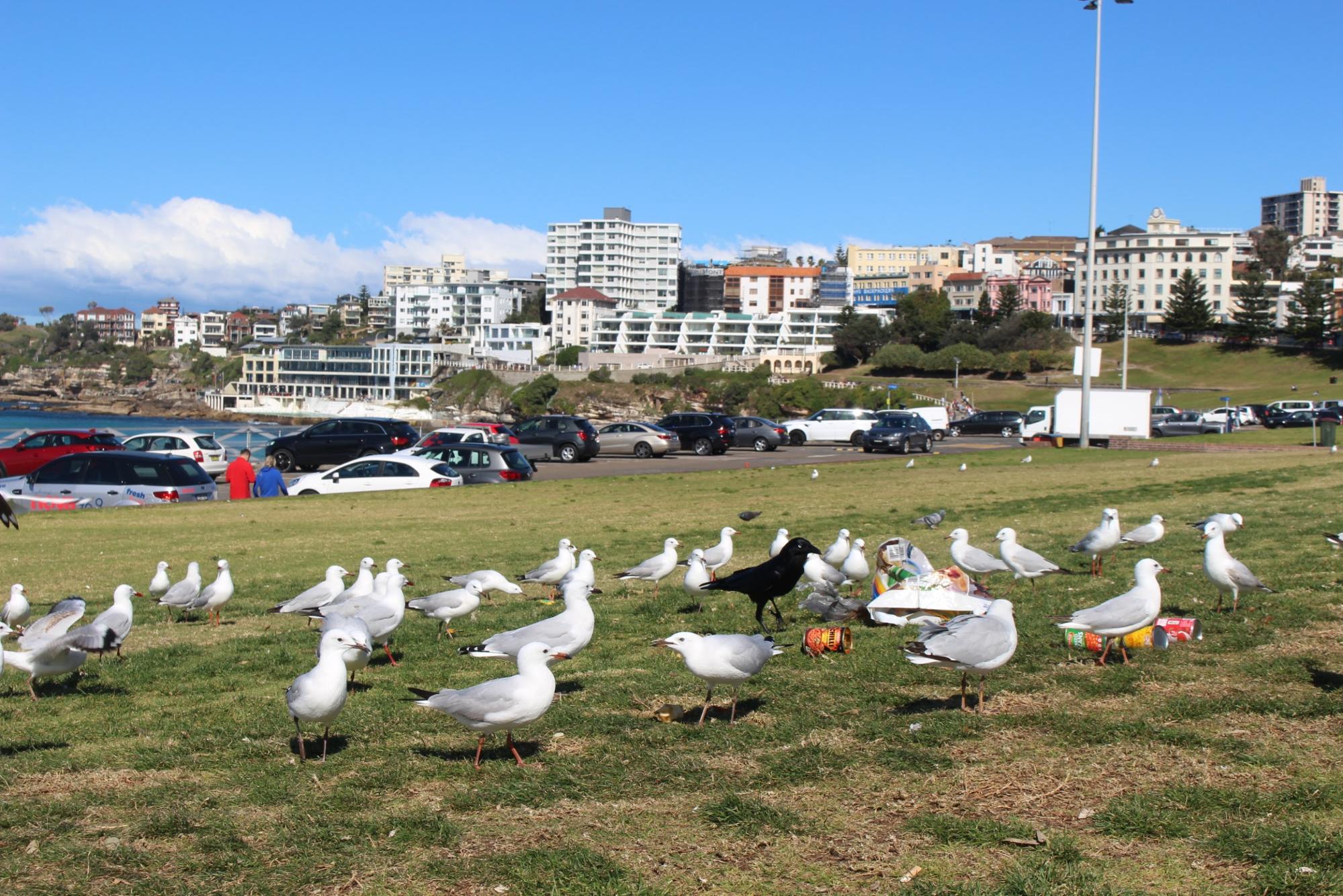 cancelled travel COVID-19 - Bondi Beach