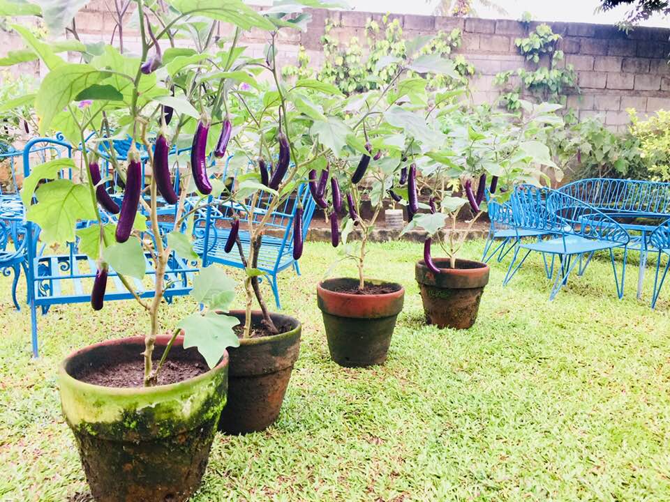 plantito's eggplant harvest - potted eggplants