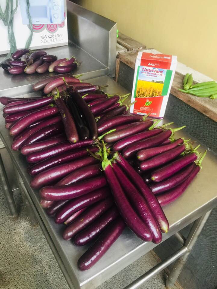 plantito's eggplant - eggplants