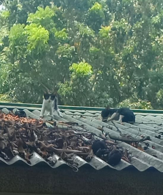 cat steals guard's lunch - cats on roof