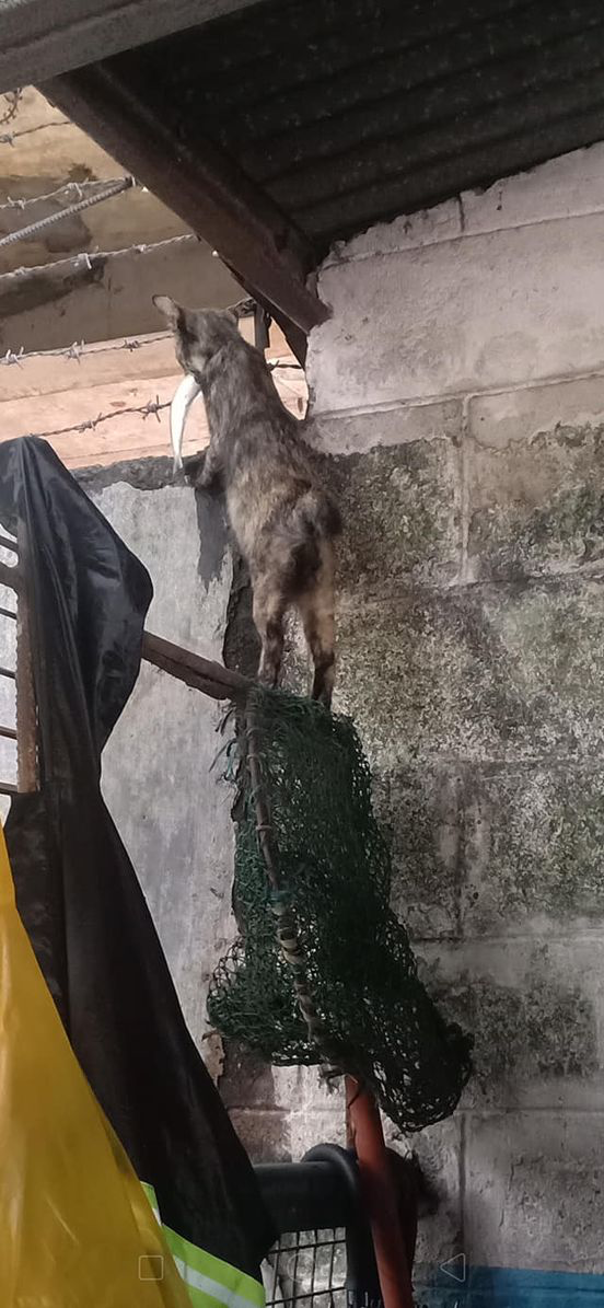 cat steals guard's lunch - cat with fish