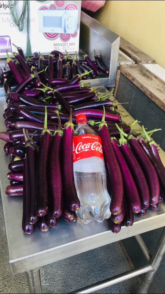 long eggplants
