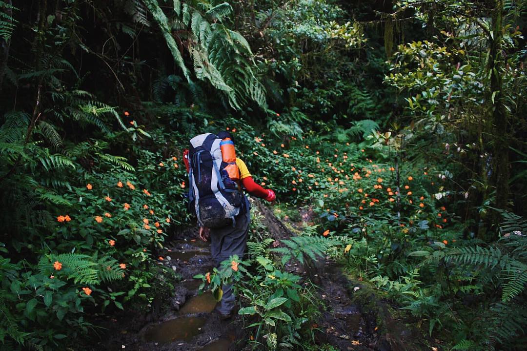 the forests in mount apo davao