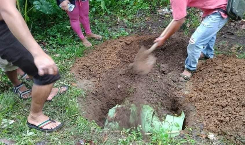 Green sea turtle - buried