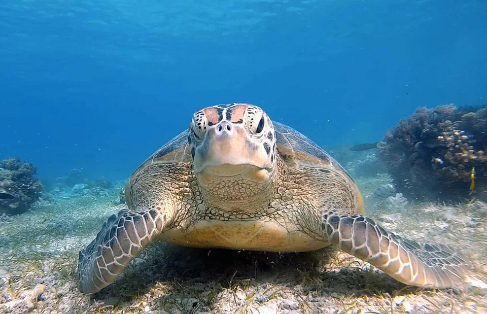 Philippine islands - Balicasag Island sea turtle