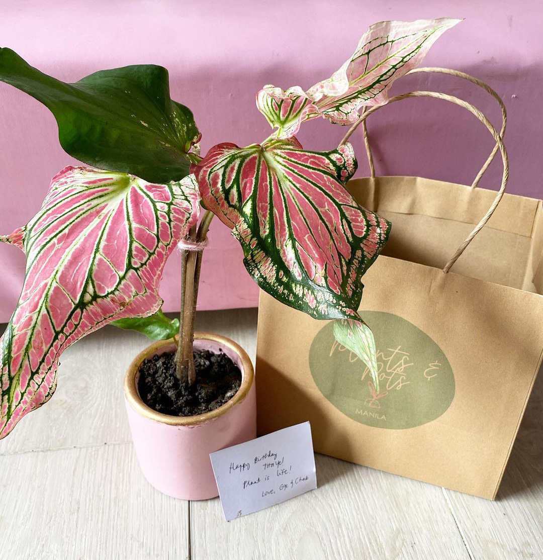Valentines day gift ideas - Thai Beauty Pink Caladium