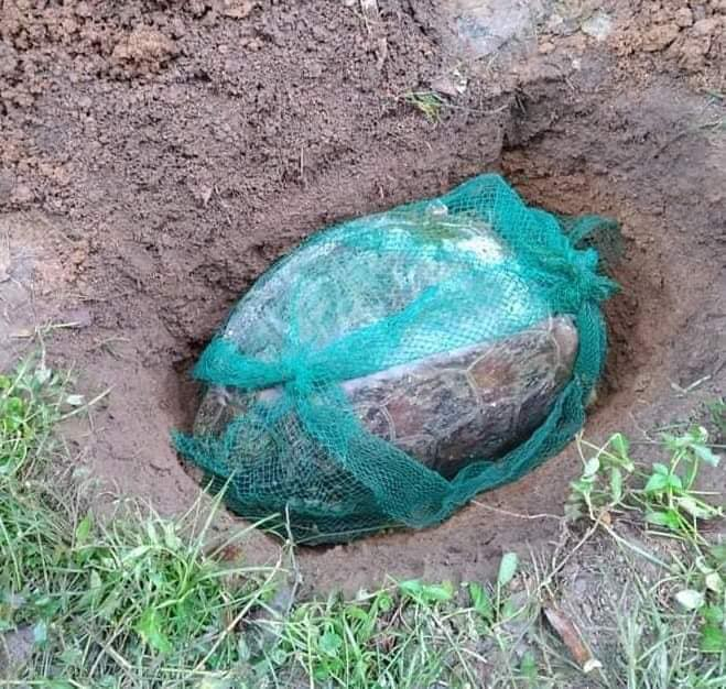 Green sea turtle - buried 