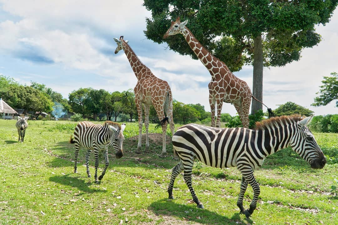 Philippine islands - Zebras (front) and giraffes (back) of Calauit Island