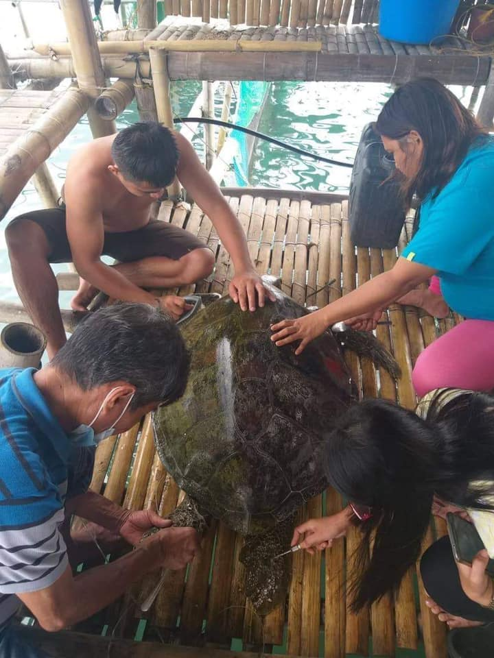 Green sea turtle - Zamboanga del Sur