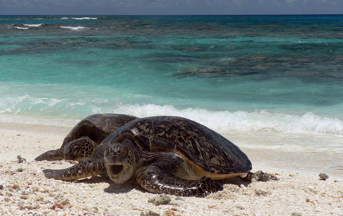 Green sea turtles 