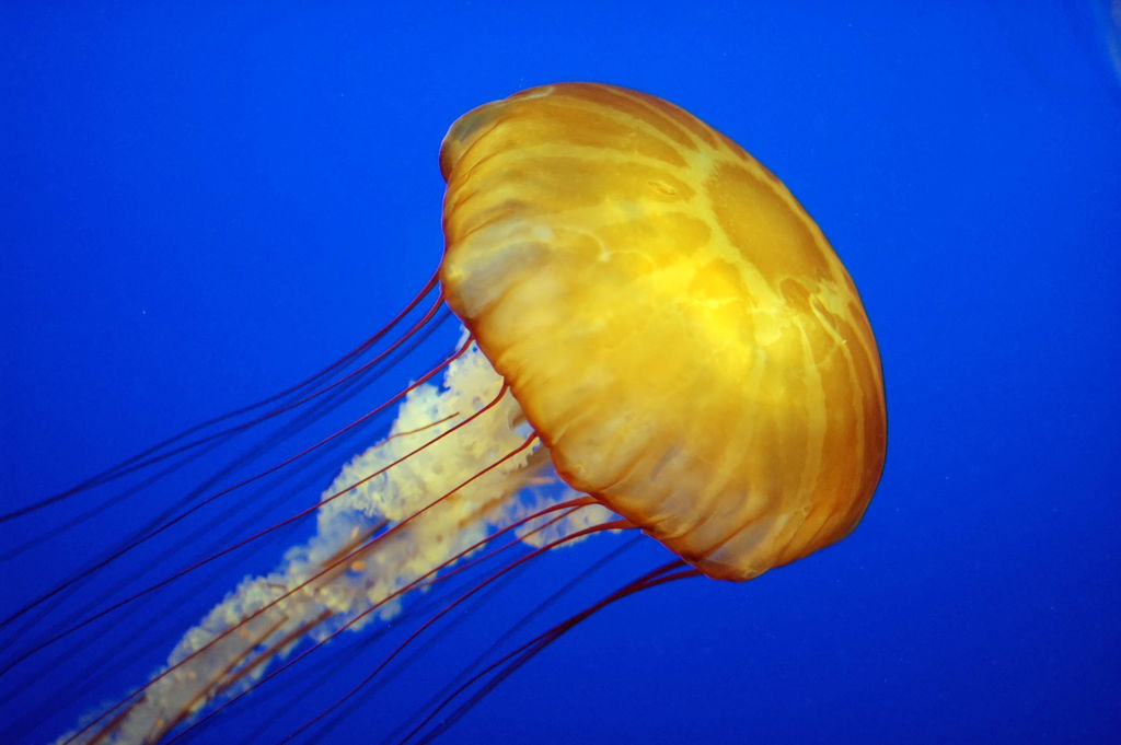 Green sea turtle - jellyfish