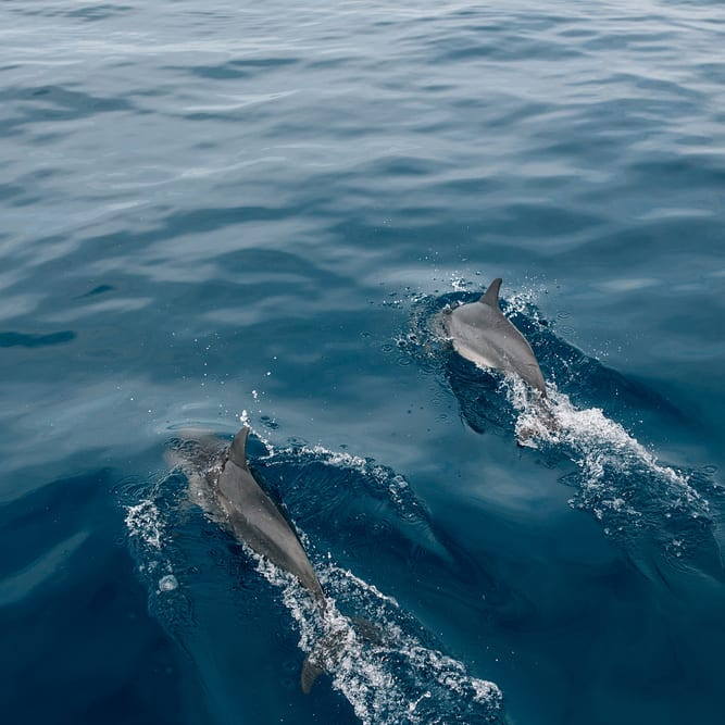 Manjuyod Sandbar Maldives of the Philippines - dolphin watching