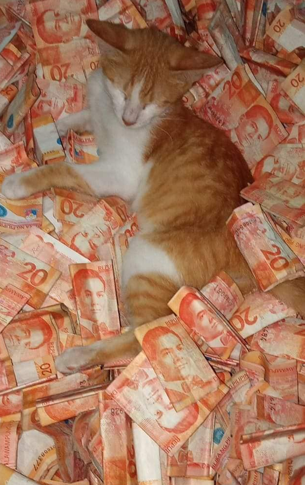 man fills drum P20 bills -gerdan tolero's cat