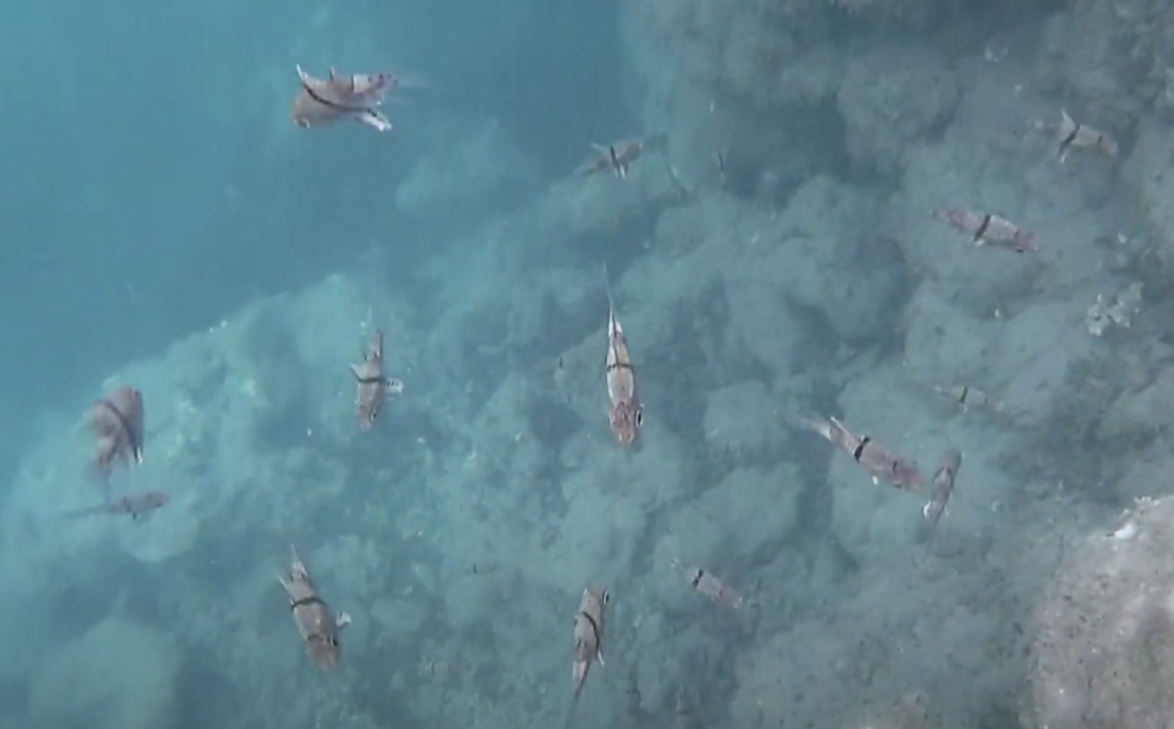 Immuki Island - fishes