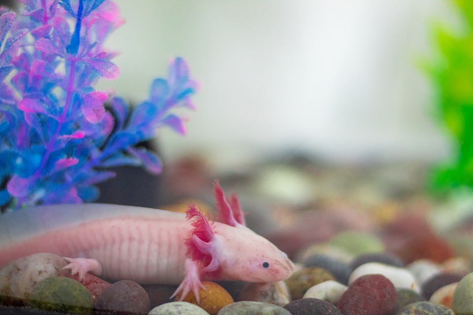 axolotl