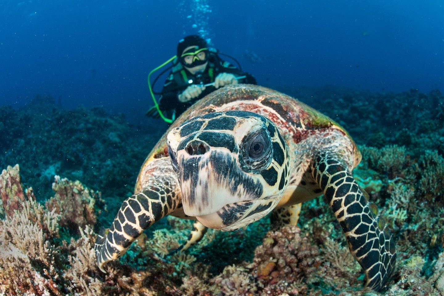 Philippine diving sites - apo reef