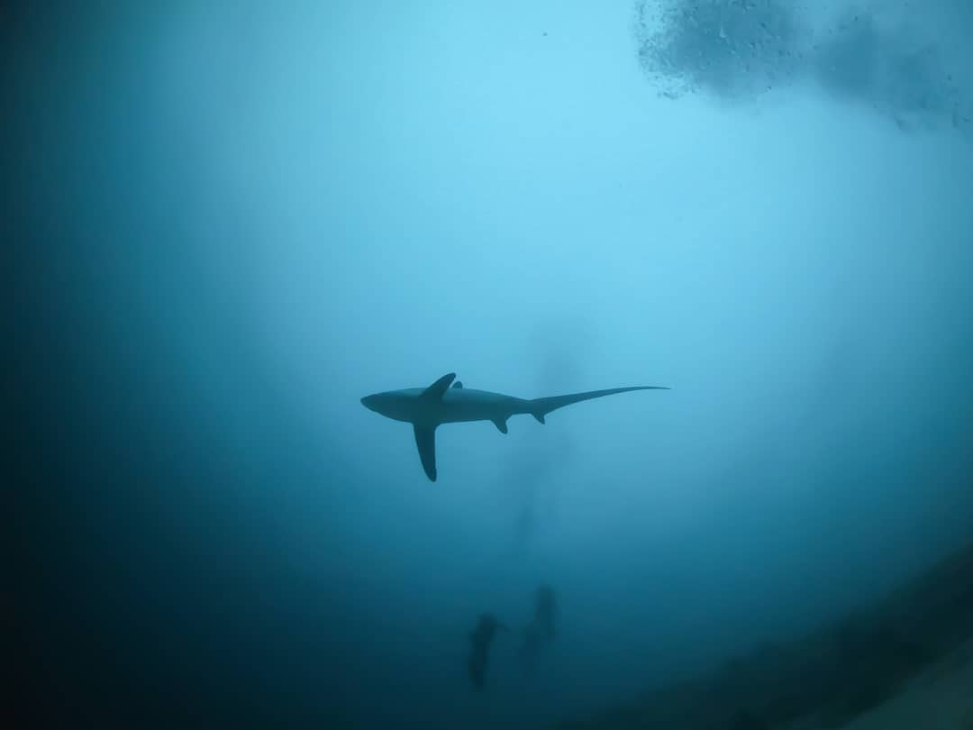 Philippine diving sites - Malapascua