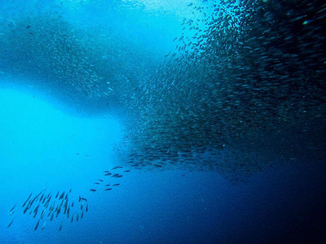 Philippine diving sites - Moalboal