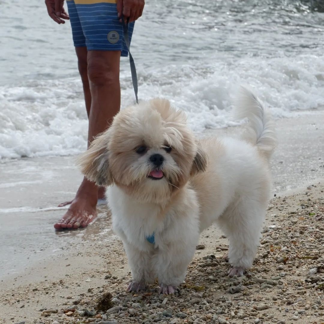The Beach Calatagan - pet-friendly