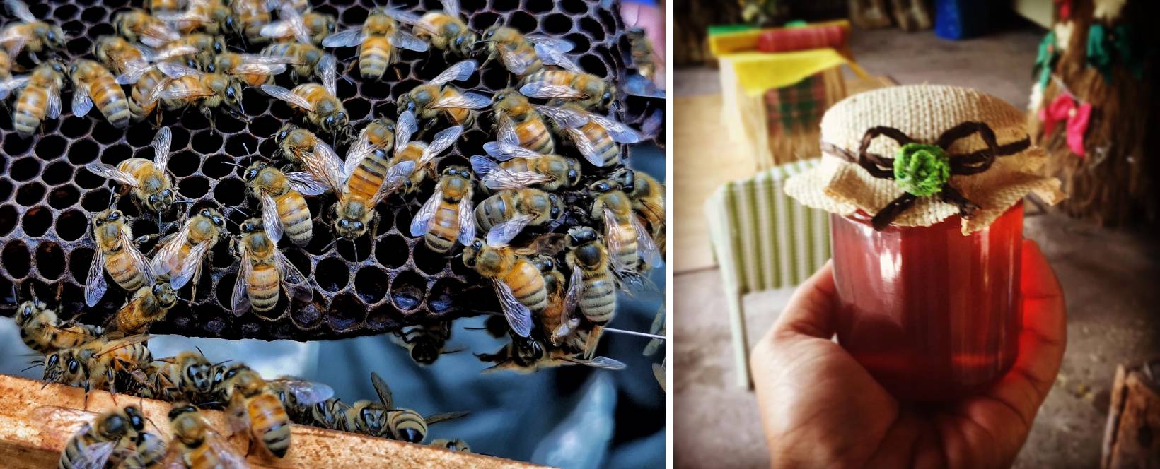  Bohol Bee Farm - honey