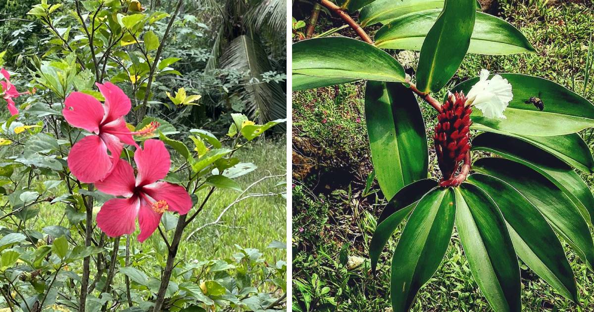 Philippine Tarsier Sanctuary - flora