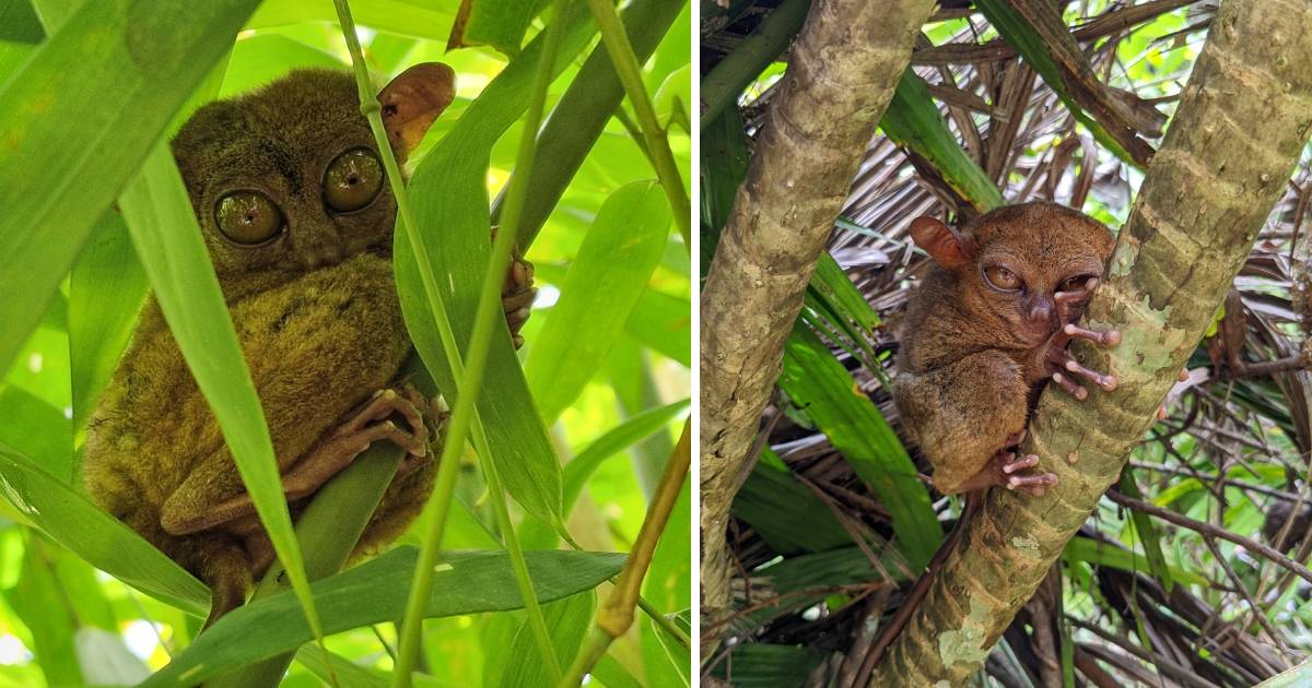 Philippine Tarsier Sanctuary - tarsiers