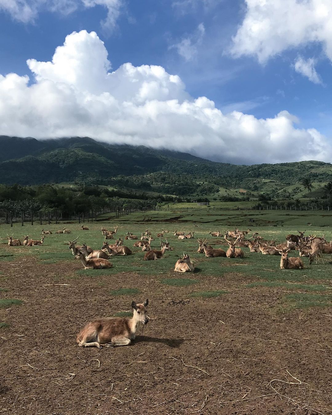 Things to do in Camarines Sur - Ocampo Deer Farm