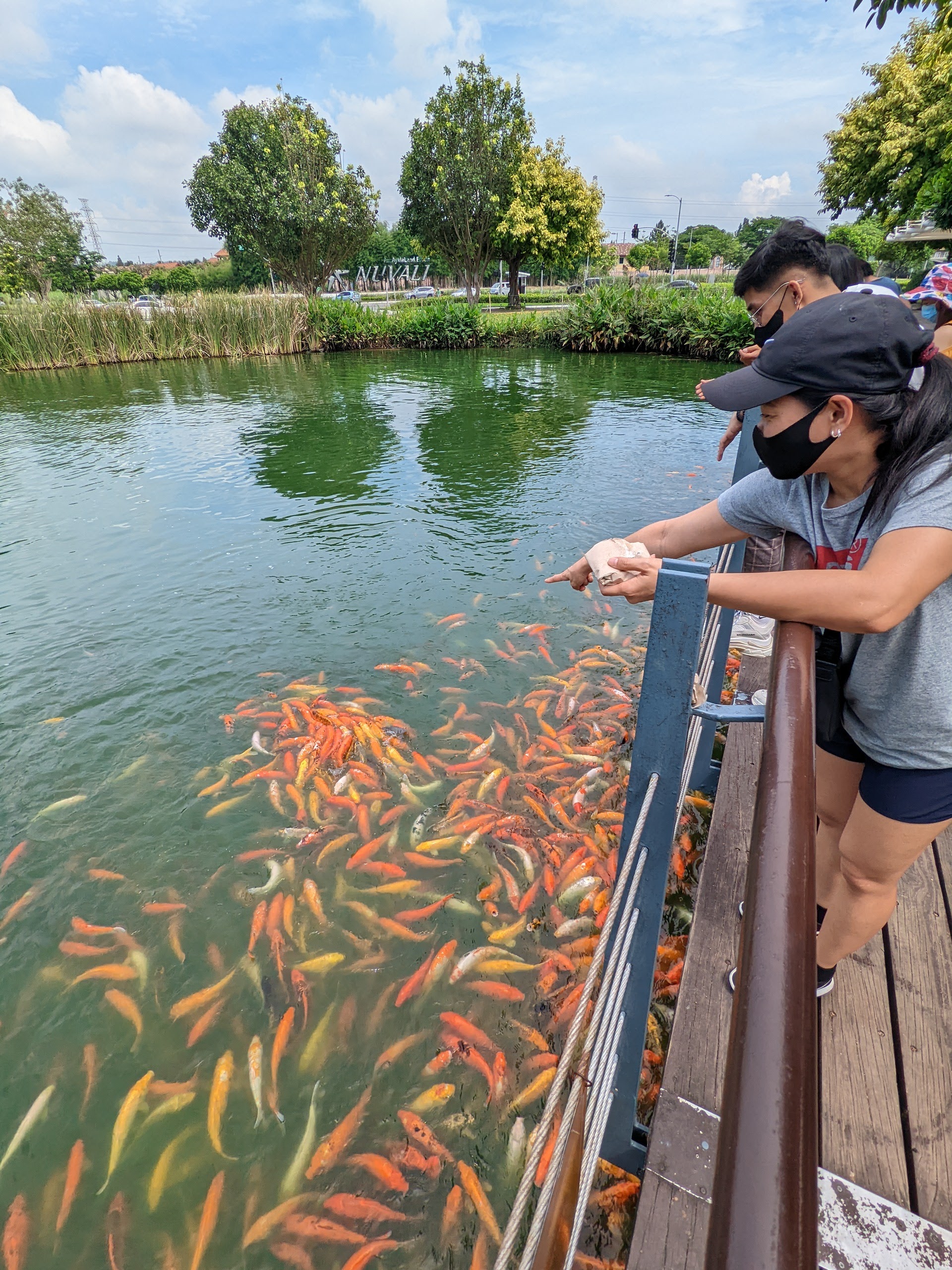 Things to do in Laguna - Nuvali Park - fish feeding
