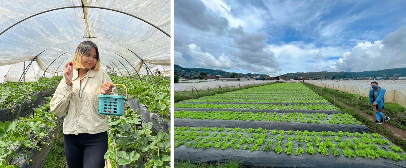 baguio photo spots - la trinidad strawberry farm picking