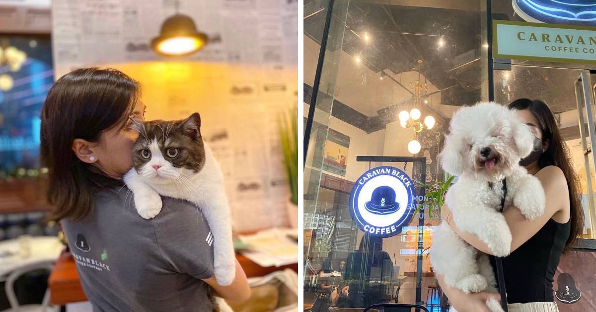 Pet-Friendly Cafes In Metro Manila - Caravan Black - cats and dogs