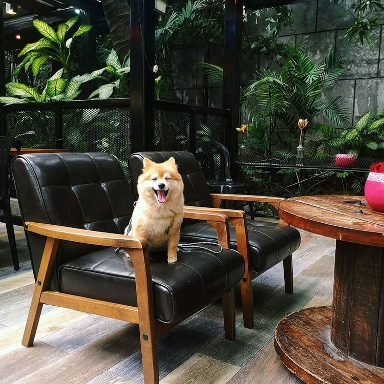 Pet-Friendly Cafes In Metro Manila - Kandle Cafe - pets