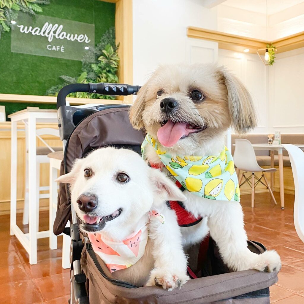 9 PetFriendly Cafes In the Metro Where Your Pets Can Play All Day