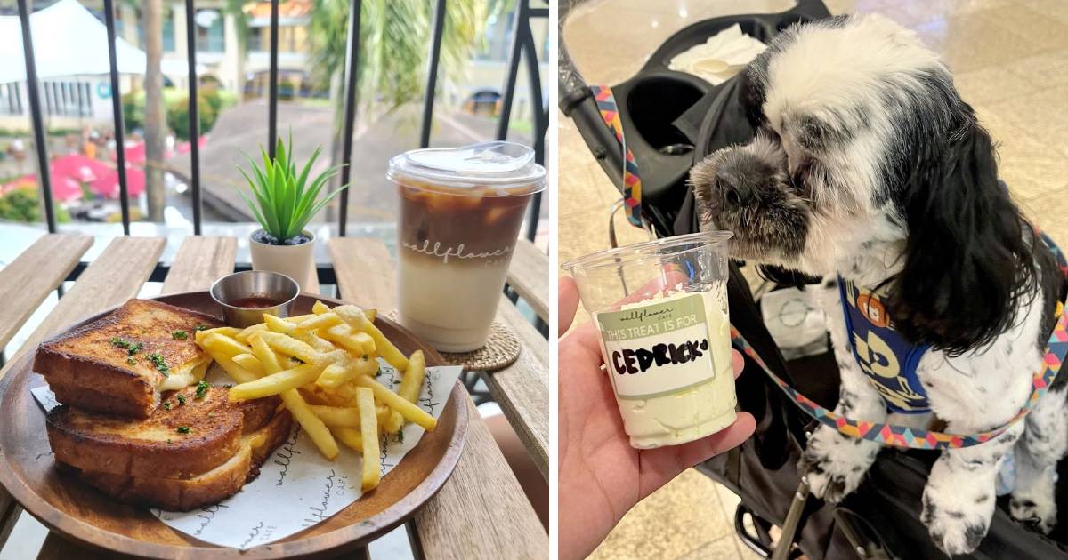 Pet-Friendly Cafes In Metro Manila - Wallflower Cafe - food for humans and pets