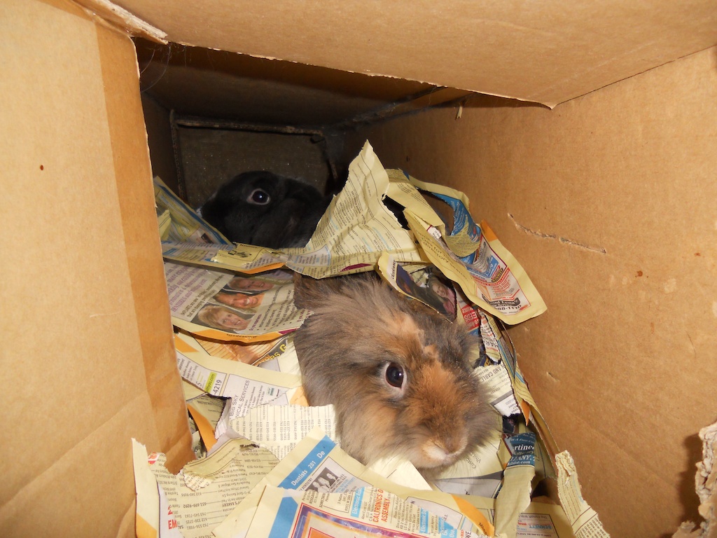 Things To Know Before Adopting A Pet In The Philippines - certainty about adopting a pet - cardboard for rabbits