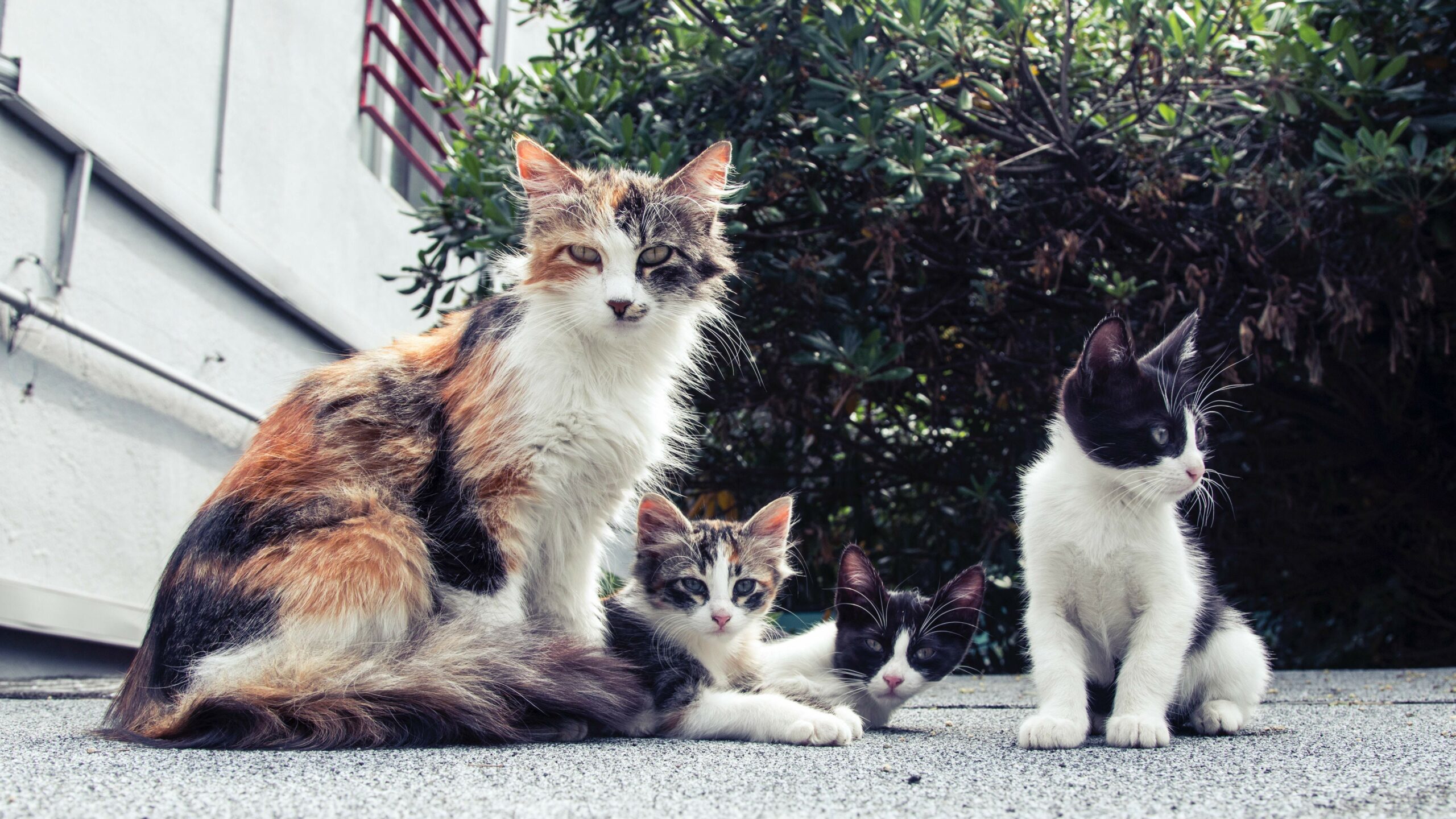 Things To Know Before Adopting A Pet In The Philippines - research - for cats