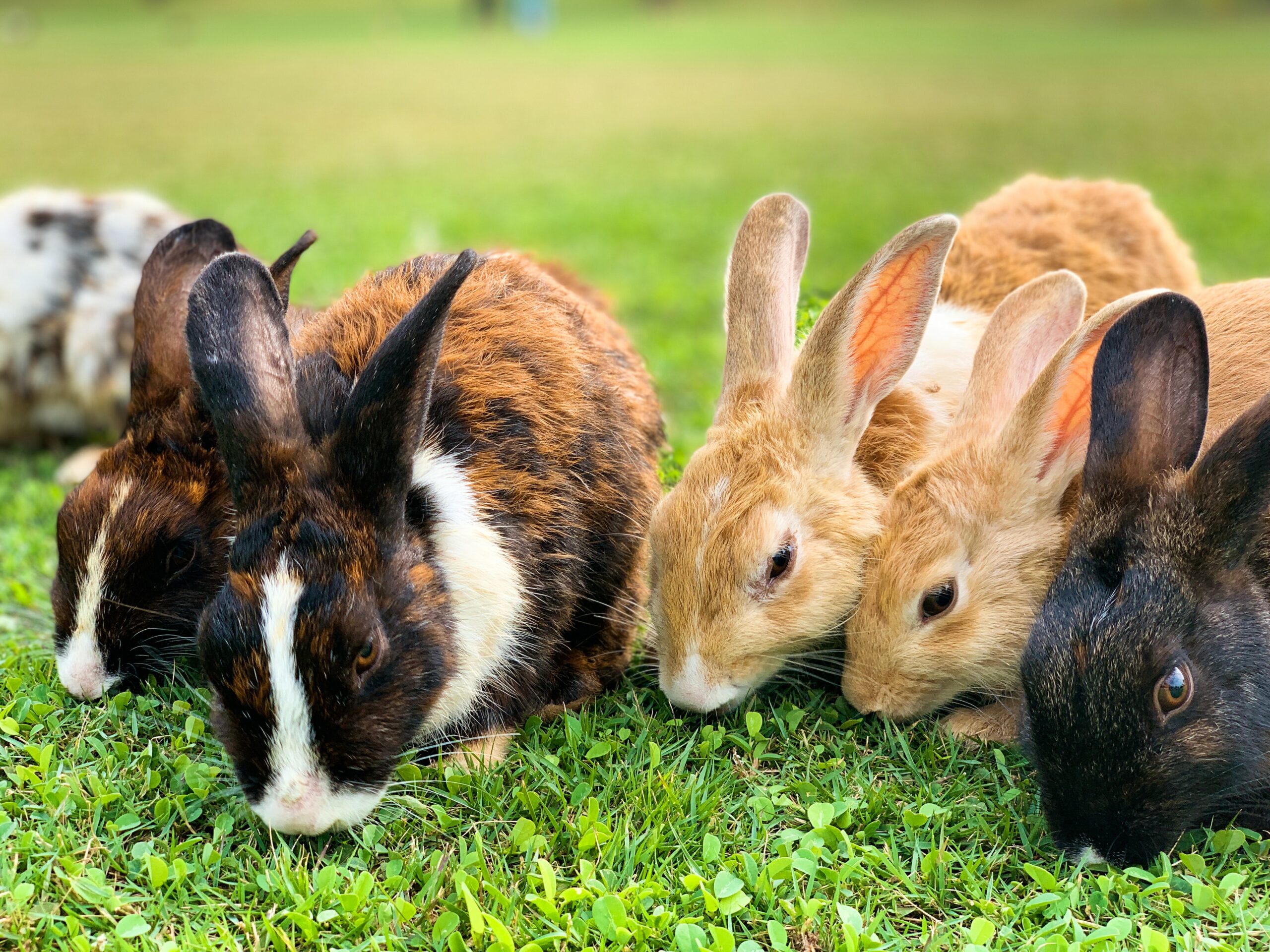Things To Know Before Adopting A Pet In The Philippines - research - for rabbits