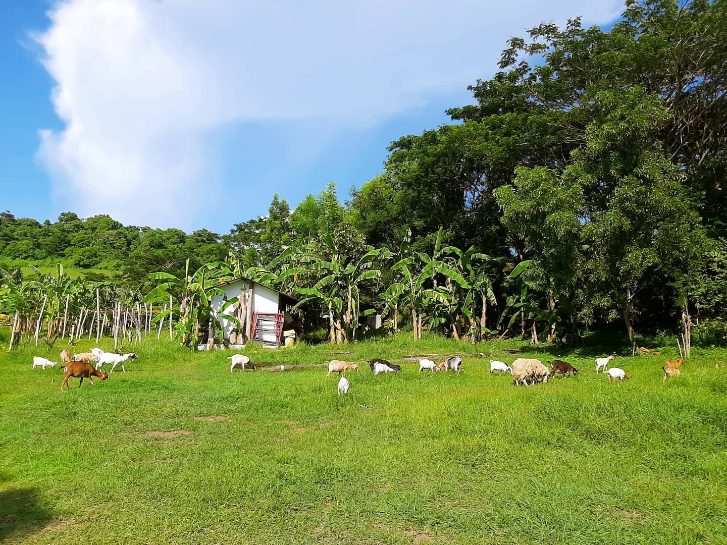 Ybonita Farm and Villas in Batangas - animals at the farm