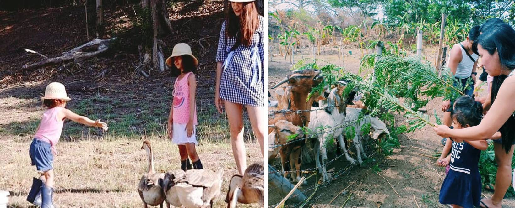 Ybonita Farm and Villas in Batangas - feeding animals