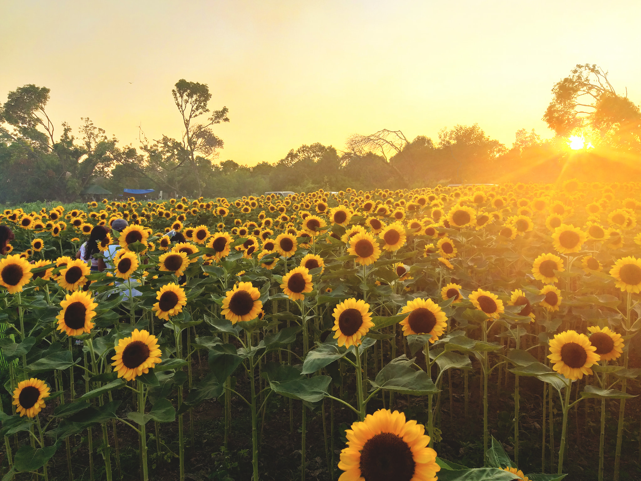 Sunflower farm