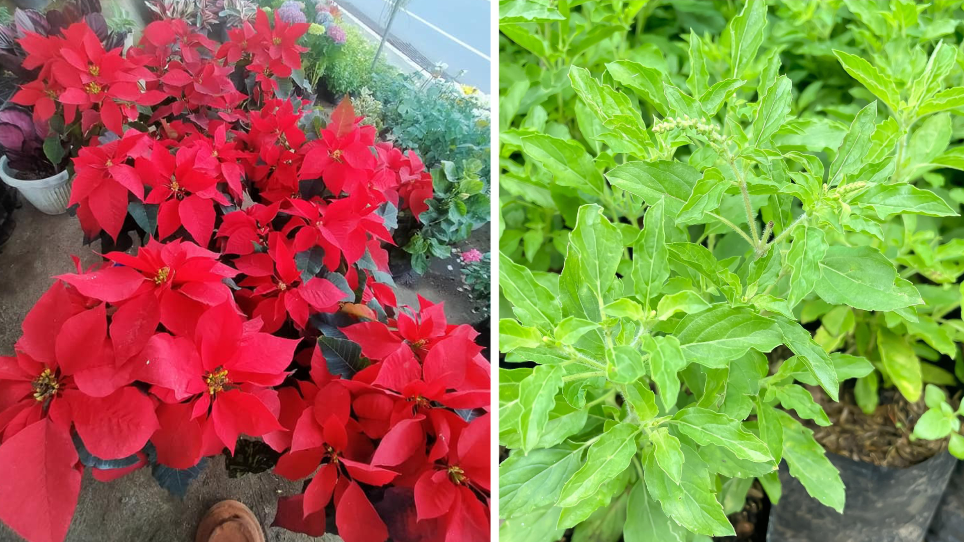 Plant Shopping in Silang - Poinsettias and holy basil herbs